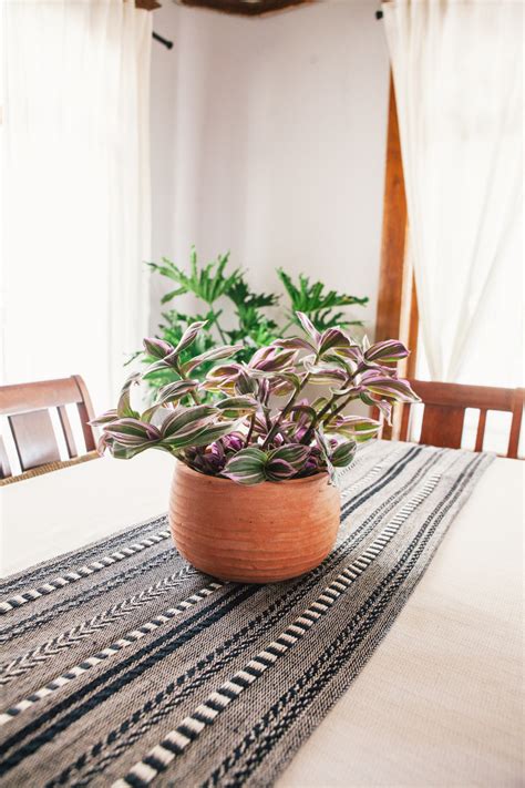 餐桌 植物